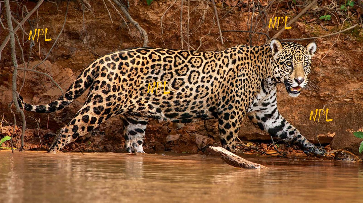 Jaguar